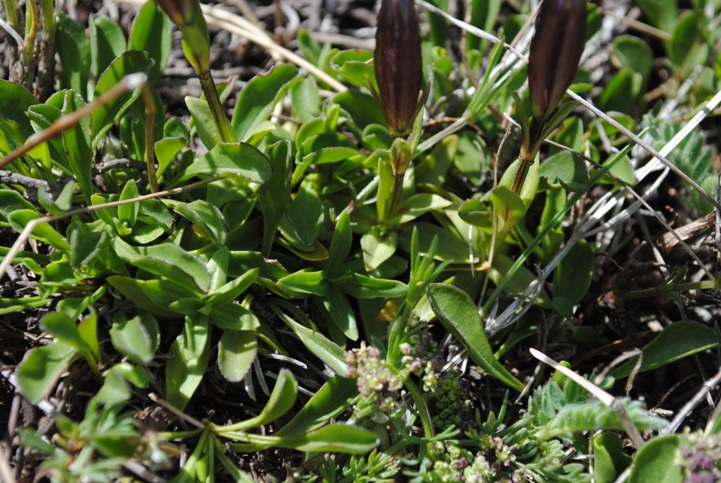 Gentiana verna