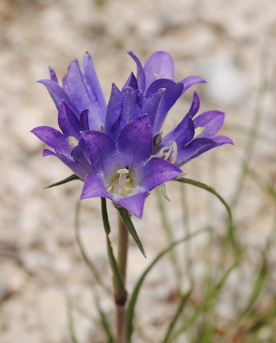 Edrianthus graminifolia