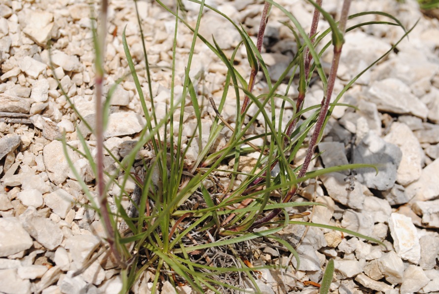 Edrianthus graminifolia