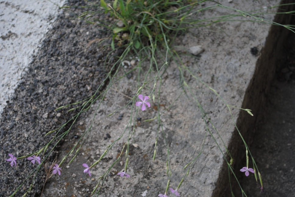 Dianthus ciliatus