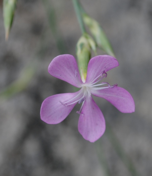 Dianthus ciliatus