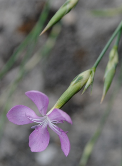 Dianthus ciliatus