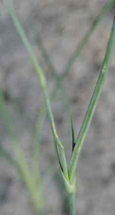 Dianthus ciliatus