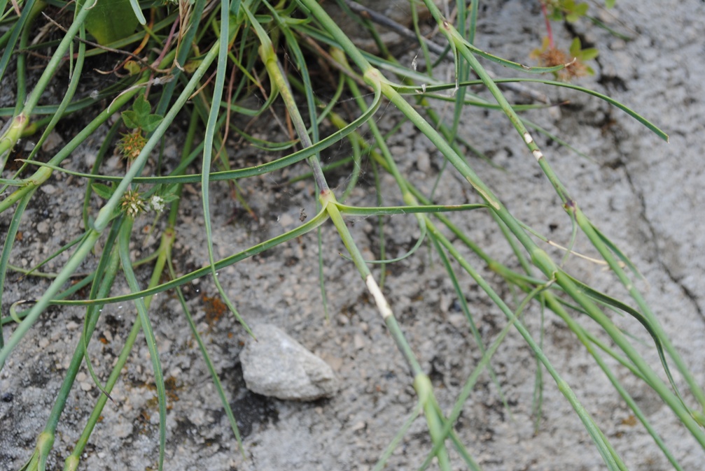 Dianthus ciliatus