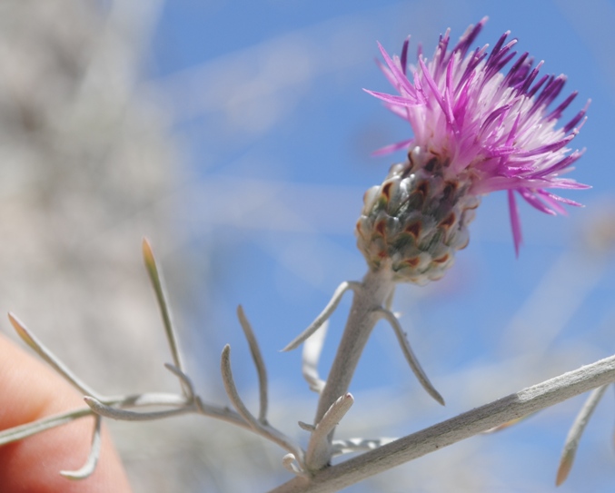 Centaurea diomedea / Centaurea delle Tremiti