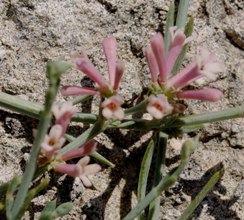 Asperula staliana / Stellina di Stalio