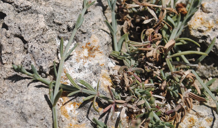 Asperula staliana / Stellina di Stalio