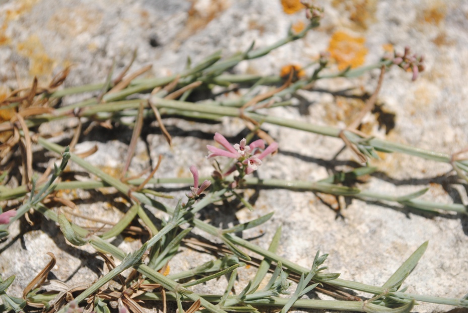 Asperula staliana / Stellina di Stalio