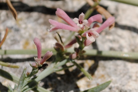 Asperula staliana / Stellina di Stalio