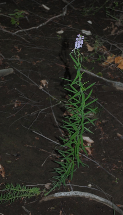 Linaria purpurea