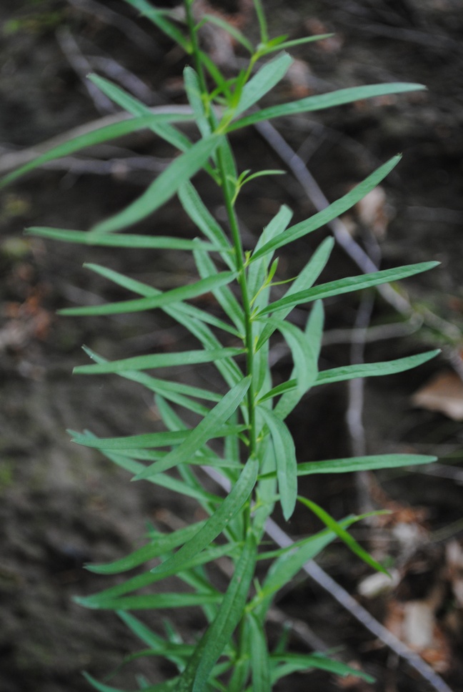 Linaria purpurea