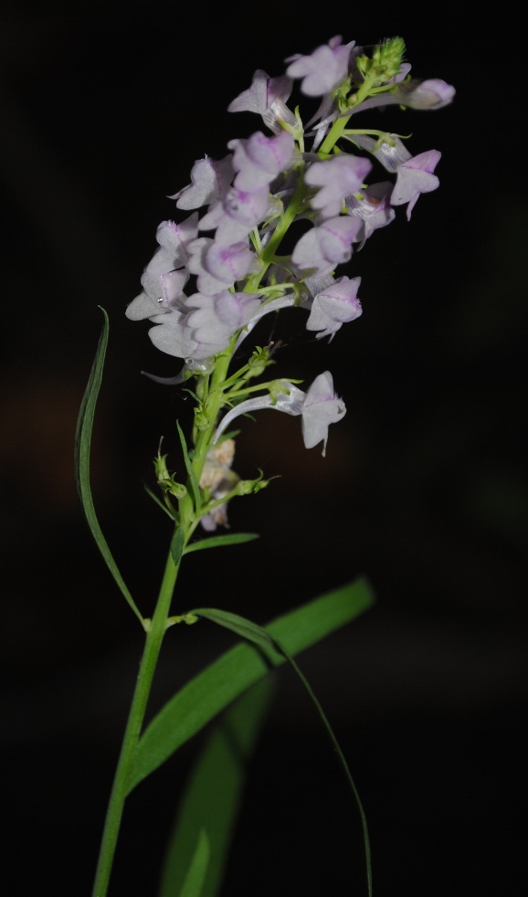 Linaria purpurea