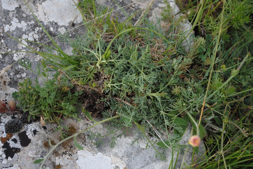 Seseli montanum / Finocchiella abrotanina