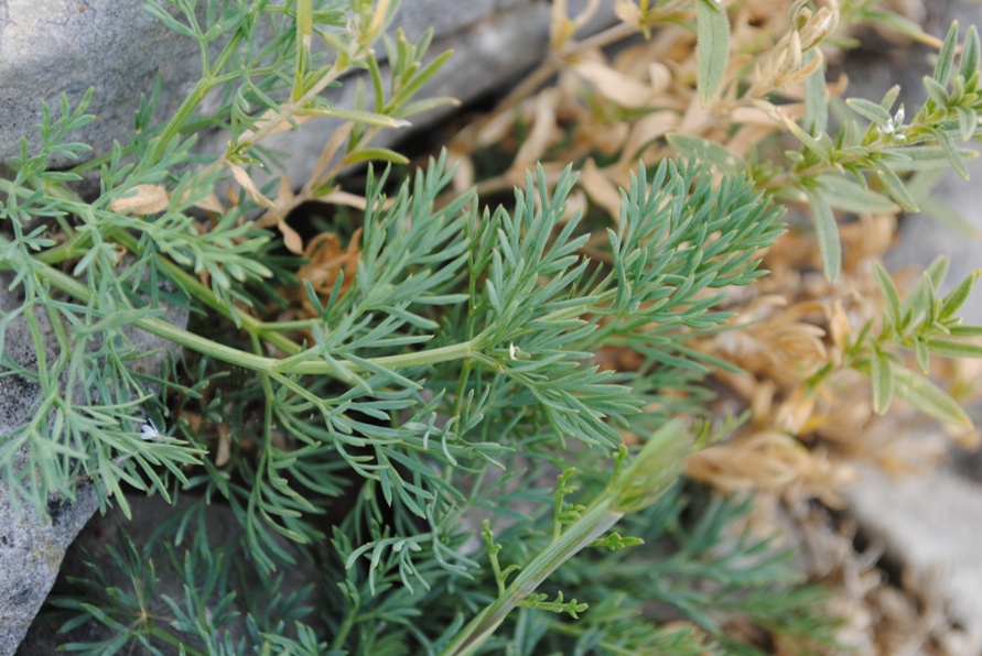 Seseli montanum / Finocchiella abrotanina