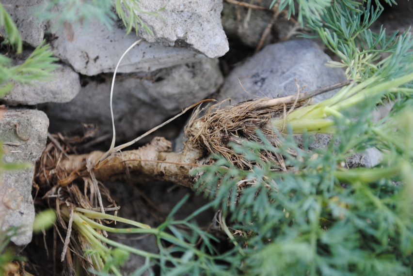 Seseli montanum / Finocchiella abrotanina