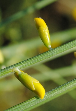 Genista aetnensis / Ginestra dell''Etna