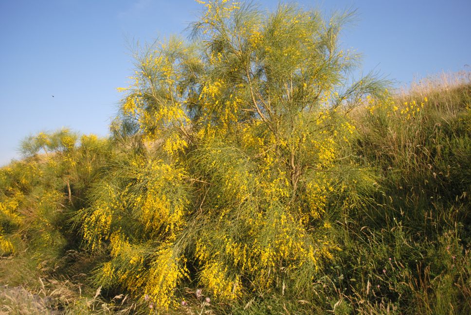 Genista aetnensis / Ginestra dell''Etna