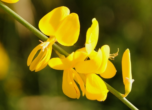 Genista aetnensis / Ginestra dell''Etna