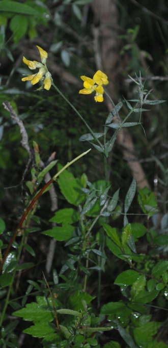 Lathyrus pratensis / Cicerchia dei prati