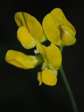 Lathyrus pratensis / Cicerchia dei prati