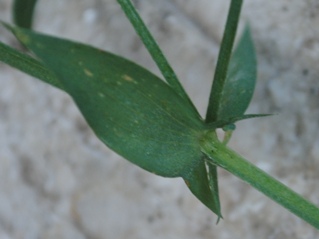 Lathyrus pratensis / Cicerchia dei prati