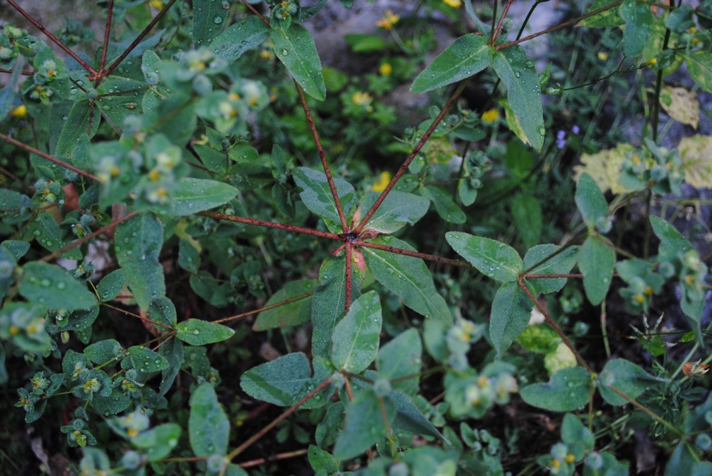 Euphorbia hirsuta