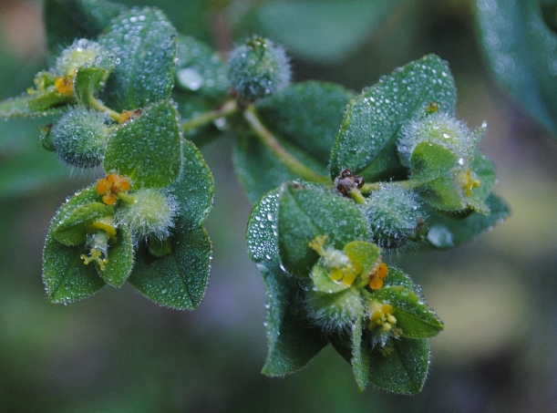 Euphorbia hirsuta