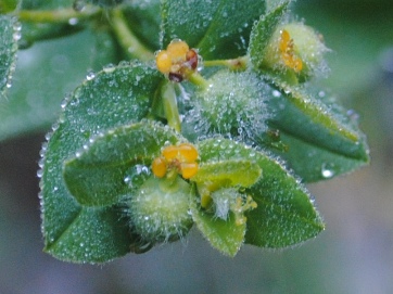 Euphorbia hirsuta