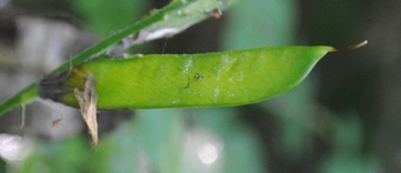 Lathyrus pratensis / Cicerchia dei prati