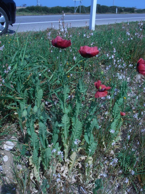 Papaver setigerum