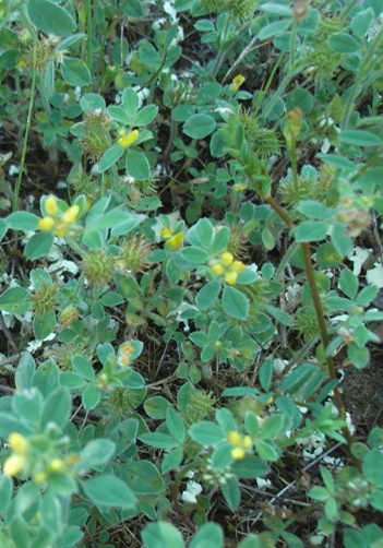 Medicago minima