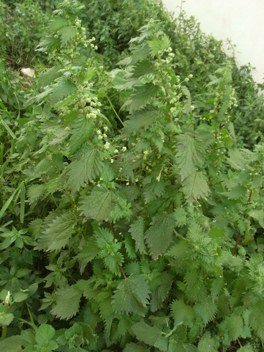 Urtica pilulifera