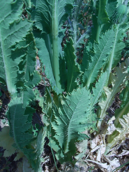 Papaver setigerum