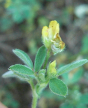 Medicago minima