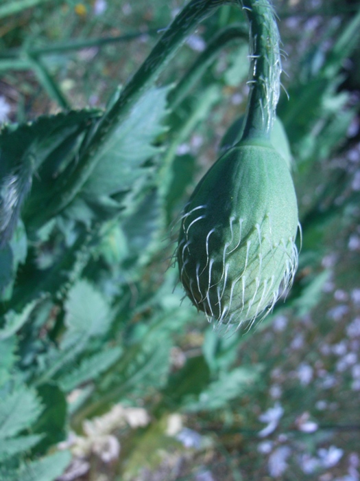 Papaver setigerum