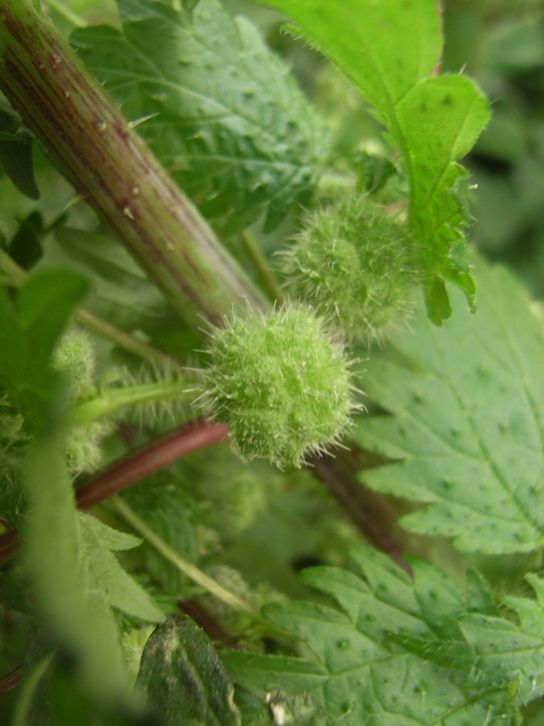 Urtica pilulifera