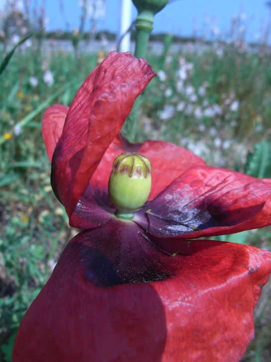 Papaver setigerum