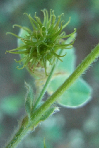 Medicago minima