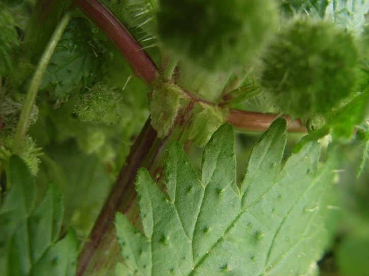 Urtica pilulifera