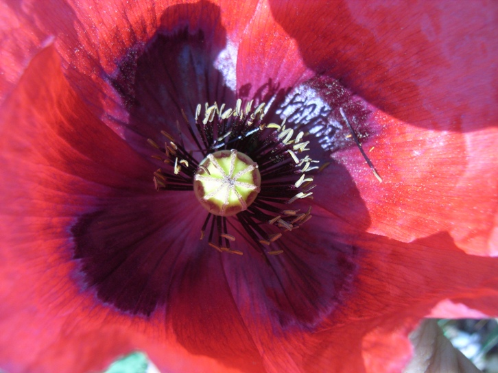 Papaver setigerum