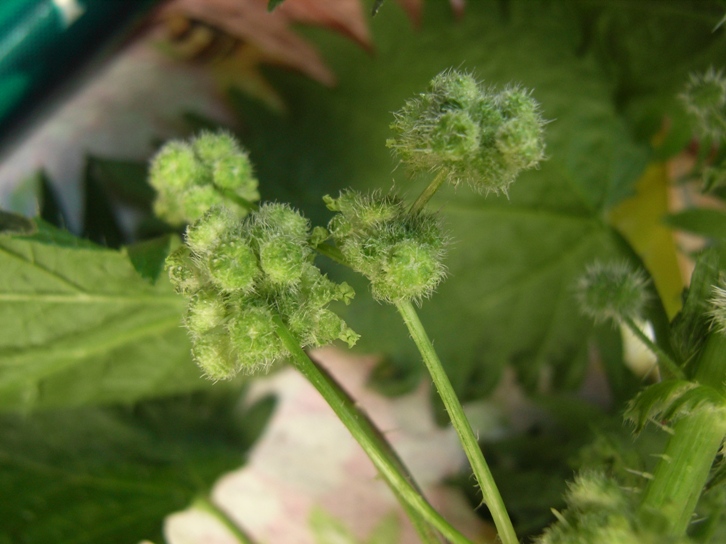 Urtica pilulifera