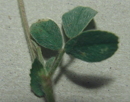 Medicago minima