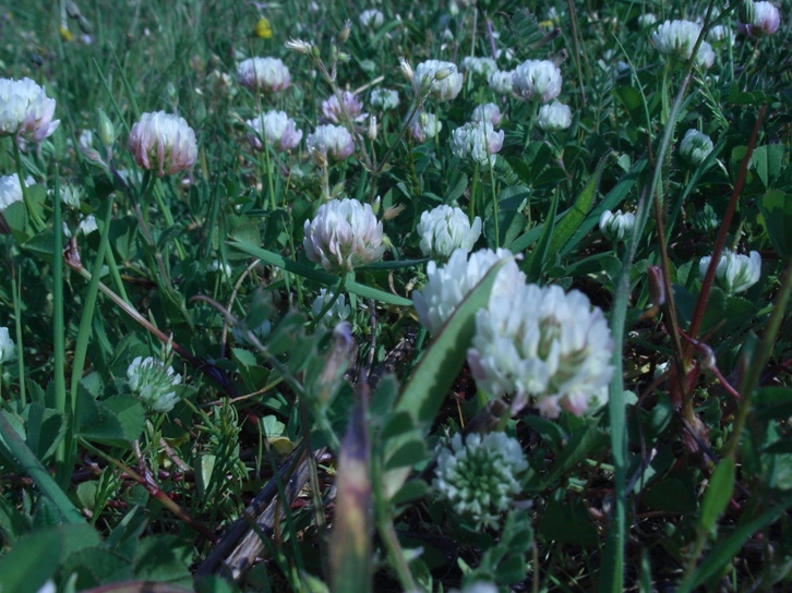 Trifolium nigrescens ??