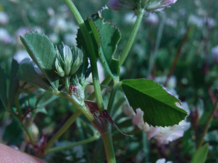 Trifolium nigrescens ??