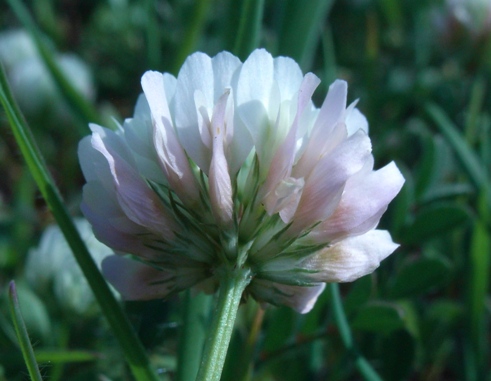 Trifolium nigrescens ??