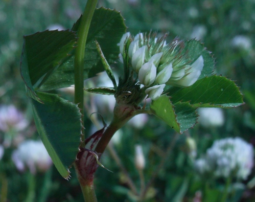 Trifolium nigrescens ??