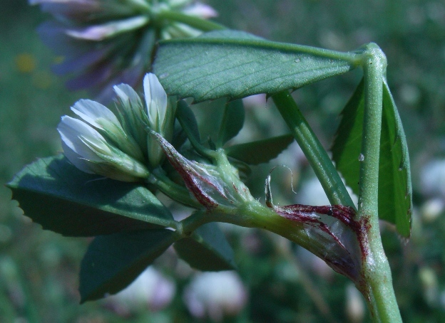 Trifolium nigrescens ??