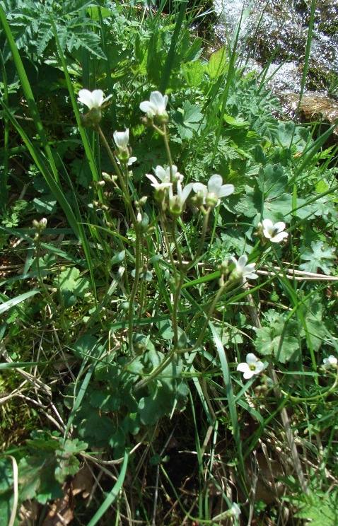 Saxifraga granulata / Sassifraga granulosa