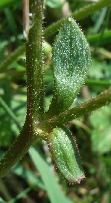 Saxifraga granulata / Sassifraga granulosa