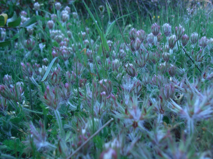 Trifolium stellatum